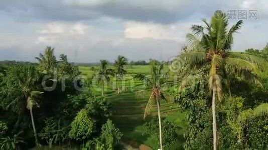 一架无人机飞过印度尼西亚巴厘岛的水稻种植园。视频