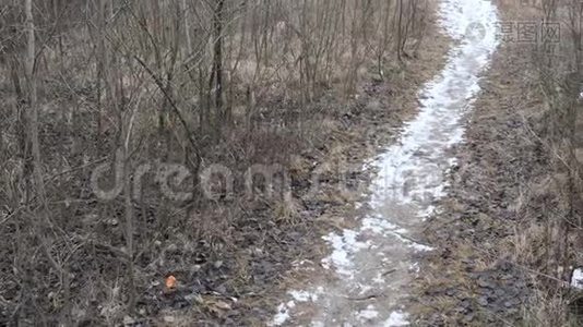 白雪覆盖的小路在森林的黑暗灌木丛中视频