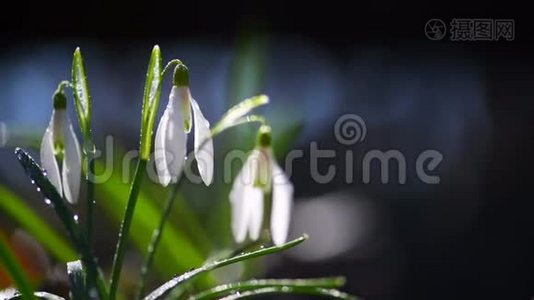 春天的小雪珠特写视频