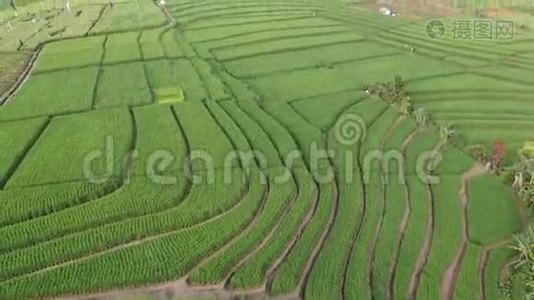 一架无人机飞过印度尼西亚巴厘岛的水稻种植园。视频