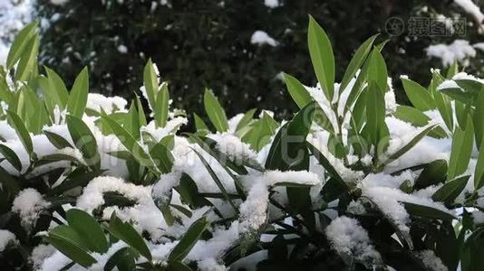 下雪了视频