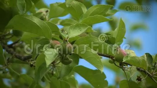 盛开的苹果树视频