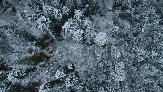 暴风雪后冬季冰冻森林的鸟瞰图视频