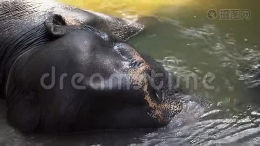 一只年轻的大象躺在河里，移动它的树干视频