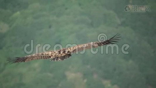 秃鹫缓慢地飞过森林视频
