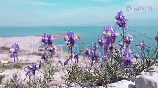 死海的岸边长满了紫色的花。视频