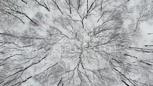 冬季在林地的雪覆盖树上飞行的高空顶降无人机. 4的高空飞碟视频
