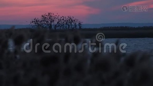 一群鸟栖息在美丽夕阳背景上的树视频