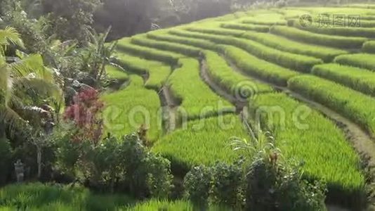 一架无人机飞过印度尼西亚巴厘岛的水稻种植园。视频