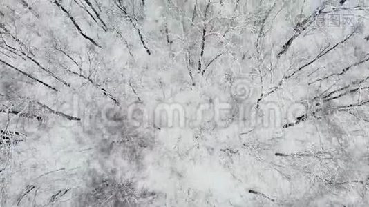 冬季在林地的雪覆盖树上飞行的高空顶降无人机. 4的高空飞碟视频