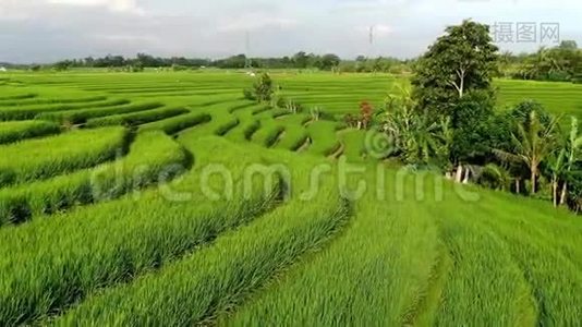 一架无人机飞过印度尼西亚巴厘岛的水稻种植园。视频