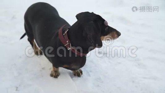 狗在雪地上环顾四周视频
