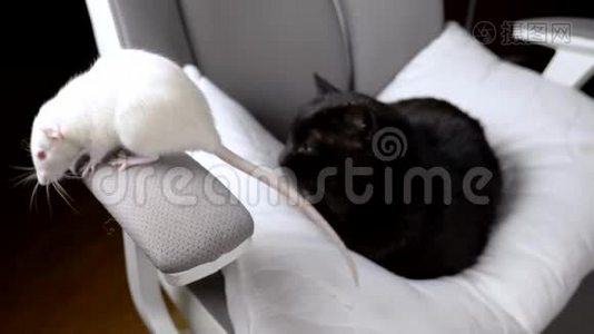黑猫和白鼠一起坐在房子的一张椅子上。视频