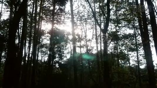 松林带着阳光在一个生动的早晨，阳光在树枝上嬉戏。 泰国阳光下的自然风光视频