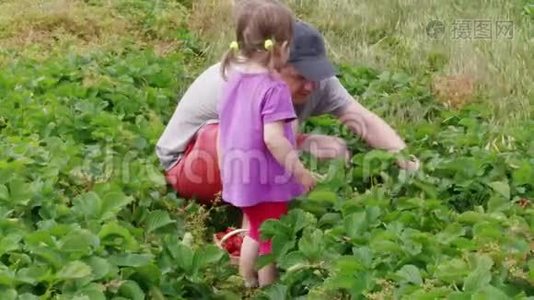 男人和小女孩在花园里收集草莓视频