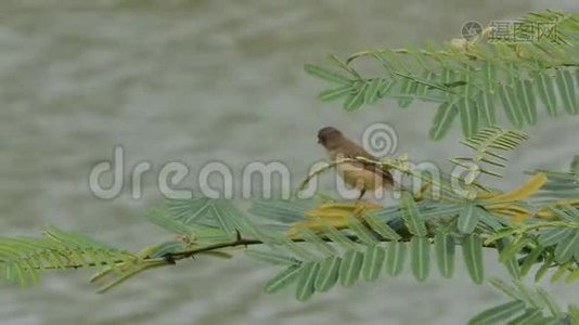 棕胸丛林捕蝇器在湿地分支。视频