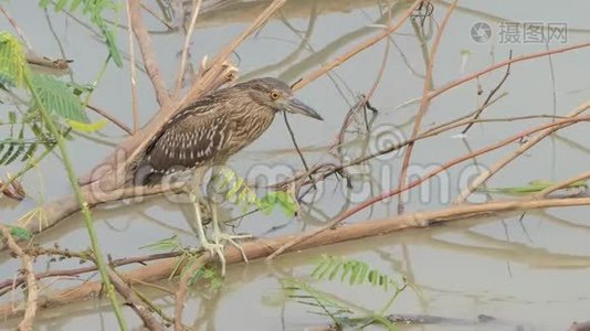 湿地中的黑冠夜鹭鸟。视频