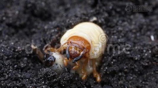 黑地背景下的幼鸟或五月虫或虫视频