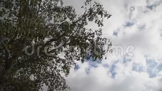 树在强风的田野上，多云的天空视频