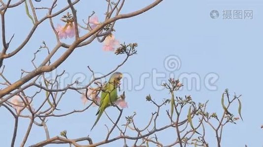 鹦鹉吃树上花的花粉。视频