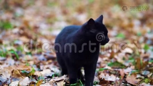 黑猫在秋天公园喵喵叫.视频