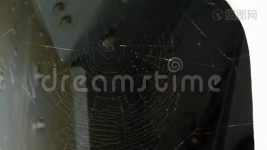 蜘蛛网在风中起舞视频