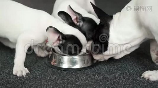 狗从地板上的碗里吃狗粮视频