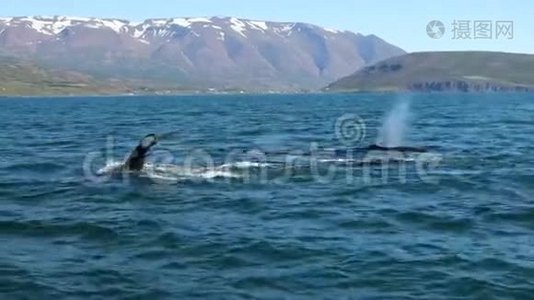 冰岛海湾的鲸鱼。 慢动作录像。视频