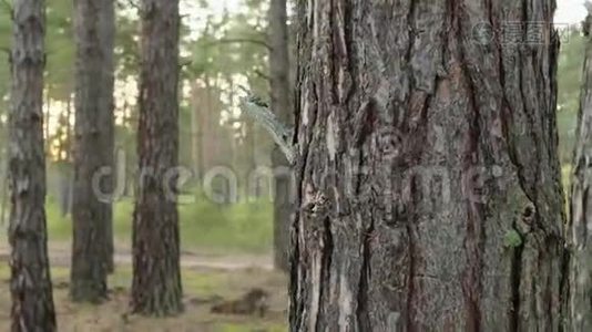 微笑少年躲在松林里的树干后面。 开朗的男孩在夏天的森林里玩捉迷藏。视频