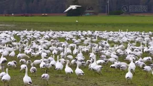 阳光明媚的一天，一大群雪雁栖息在绿色的农场土地上。视频
