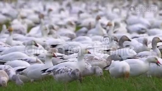 阳光明媚的一天，一大群雪雁栖息在绿色的农场土地上。视频
