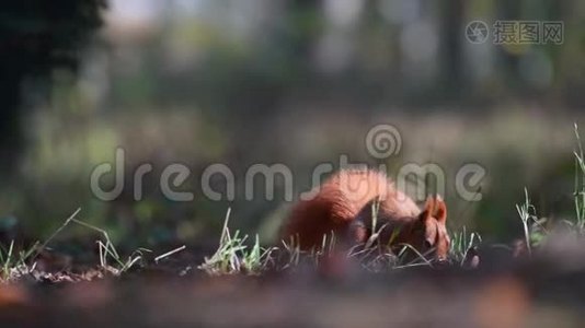 地面上森林中的红松鼠视频