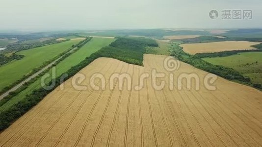 空气4K：飞越薰衣草领域。 日落或日出空中景观的无尽阳光淡紫色田野。视频