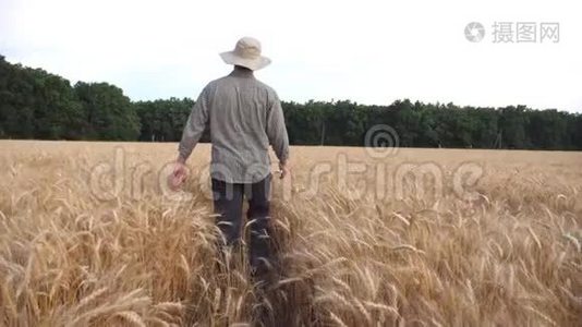 雄农走过大麦田，用双手触摸庄稼的金穗后景。 青年农学家视频