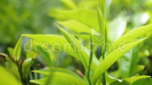 高地种植园茶树上生长的顶级新鲜绿茶叶子特写4k视频视频