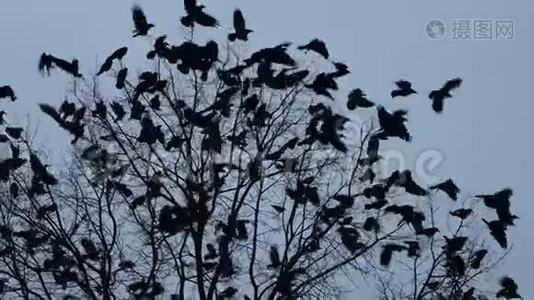 黄昏时分，一群乌鸦从树上缓慢地飞翔视频