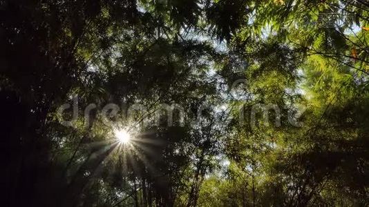 在热带雨林中通过竹树发光。视频