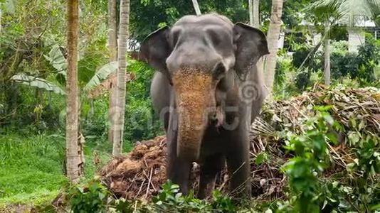 印度小村庄旁边丛林森林中的印度大象4k镜头视频