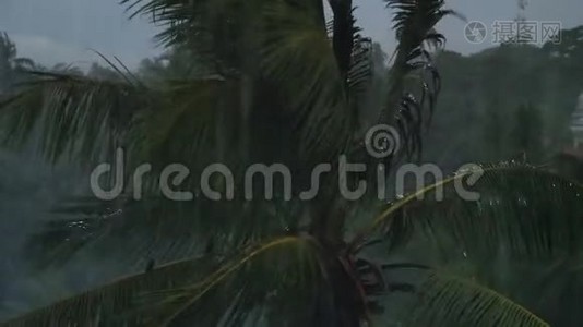 热带岛屿暴雨期间，4k摄像机对准丛林中的棕榈树视频