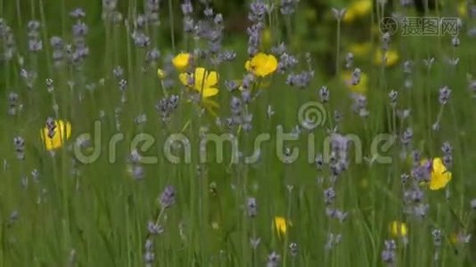 野地中的水仙花和棘叶视频