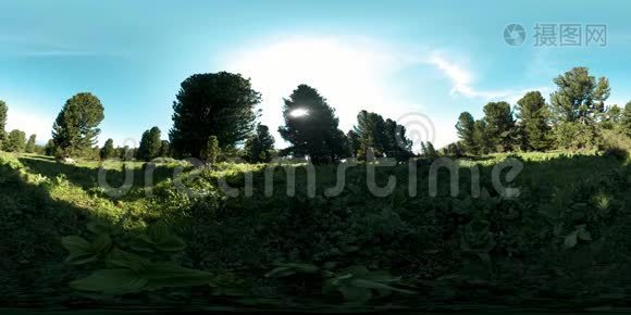 绿色山林的UHD4K360VR.. 阳光和阴影，草和松树。视频