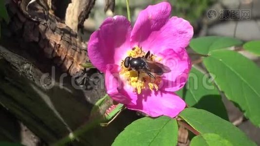 一朵野玫瑰上的黑色苍蝇视频