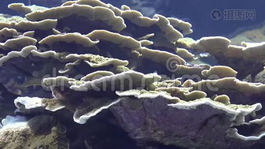 珊瑚礁在水下视频