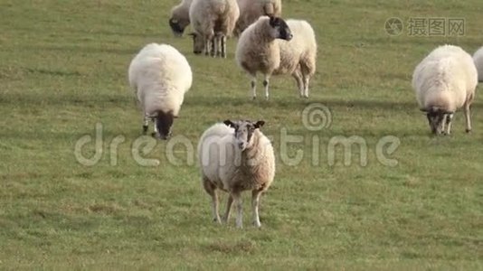 羊群在草地上放牧视频