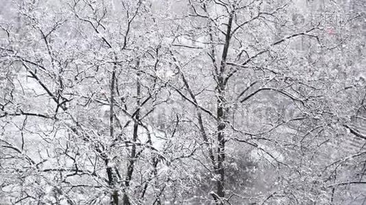 雪中的树木背景下的雪。 慢动作视频