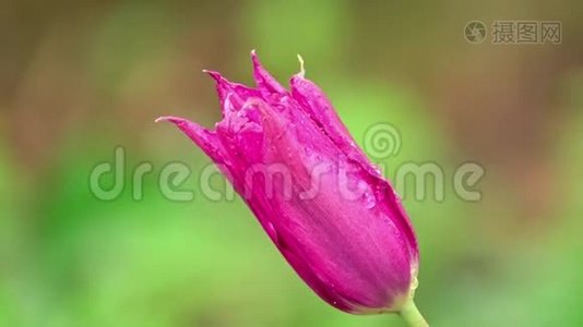 雨中的郁金香花.视频