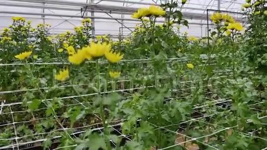 3月8日，妇女节`出售鲜花、菊花视频