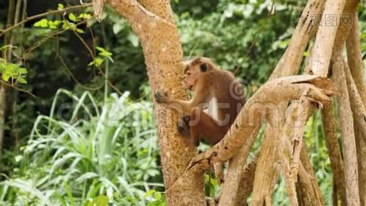 斯里兰卡热带雨林中野生猴子坐在树枝上的慢动作4k视频视频