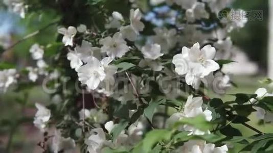 茉莉花枝容易在风中摆动。视频