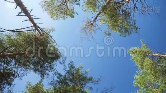 4k摄像机拍摄的画面，在森林中的高杉树和尖杉树之间移动，在树顶和蓝天上仰望视频